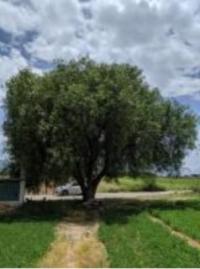 yaladx